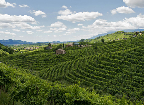 vitigno Glera a Valdobbiadene